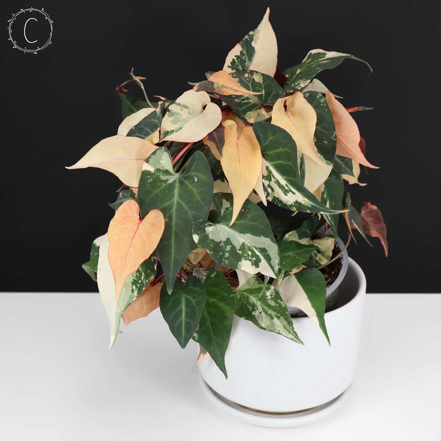 Fallopia Multiflora Albo Variegated