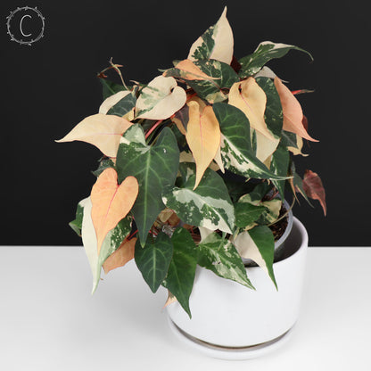 Fallopia Multiflora Albo Variegated