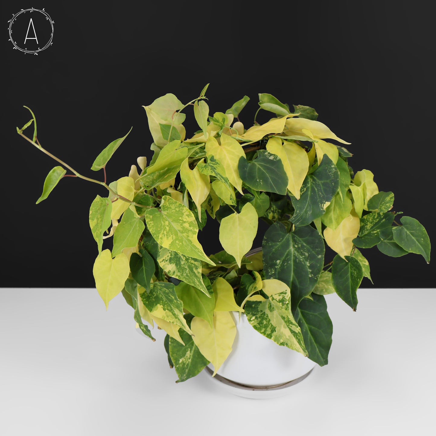 Fallopia Multiflora Aurea