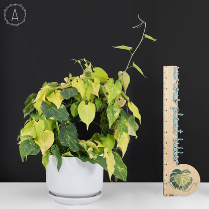 Fallopia Multiflora Aurea