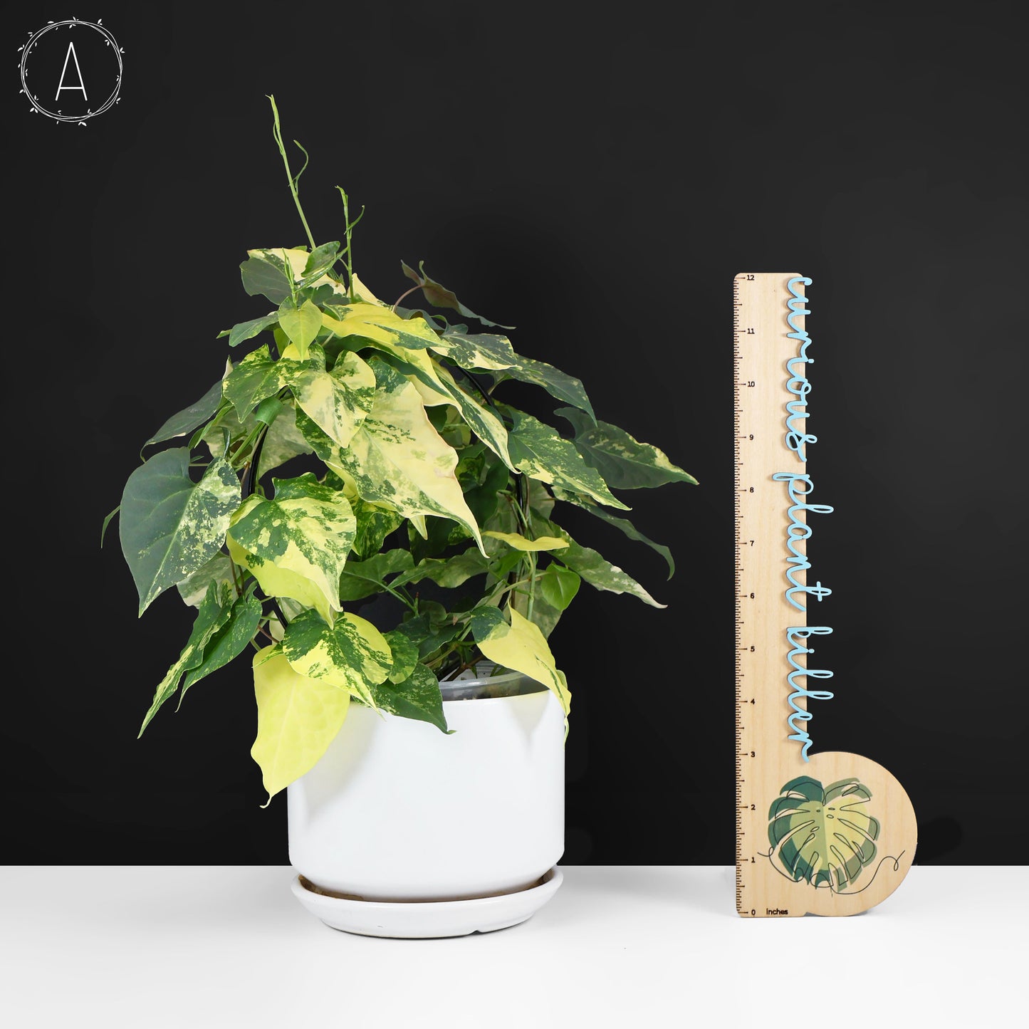 Fallopia Multiflora Aurea