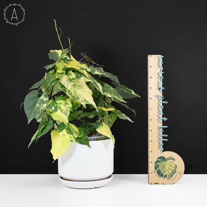 Fallopia Multiflora Aurea