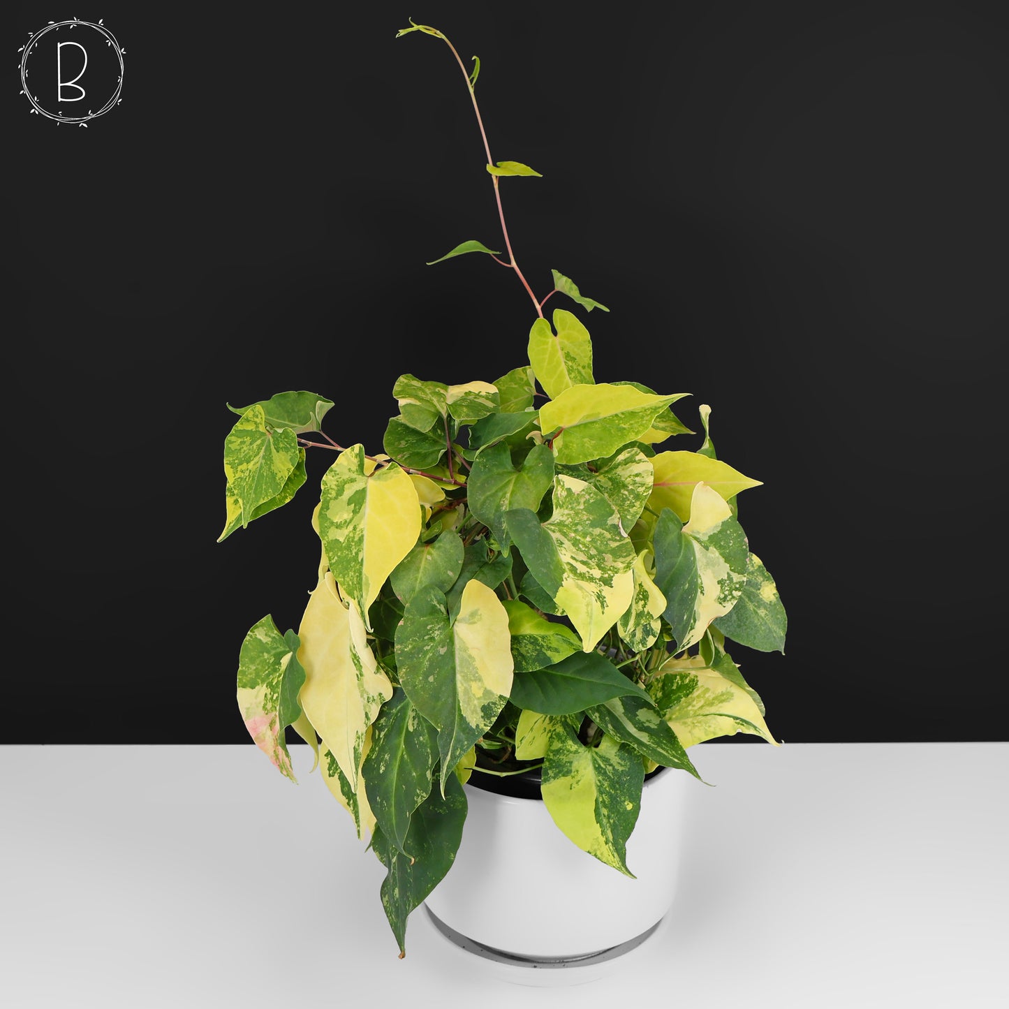 Fallopia Multiflora Aurea