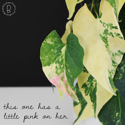 Fallopia Multiflora Aurea