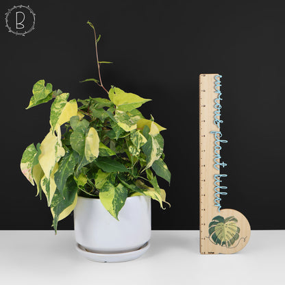 Fallopia Multiflora Aurea