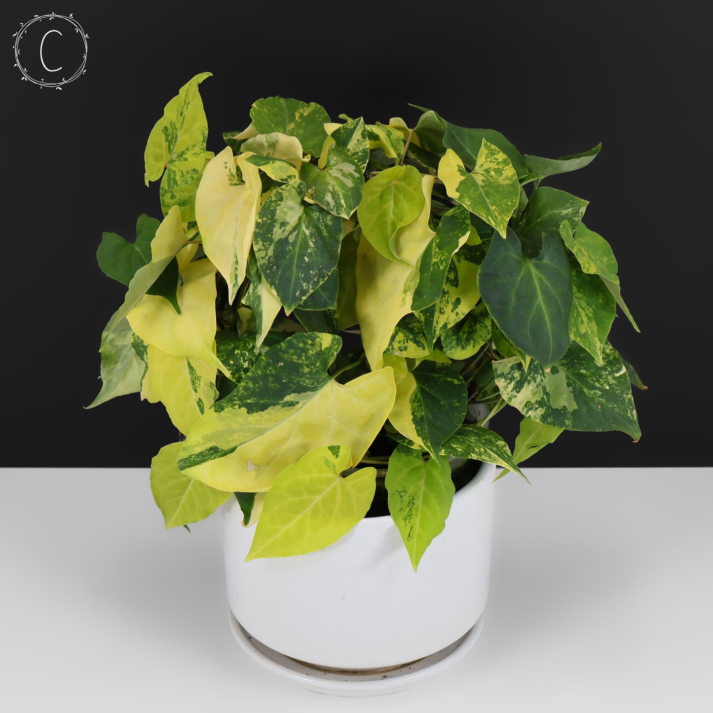 Fallopia Multiflora Aurea