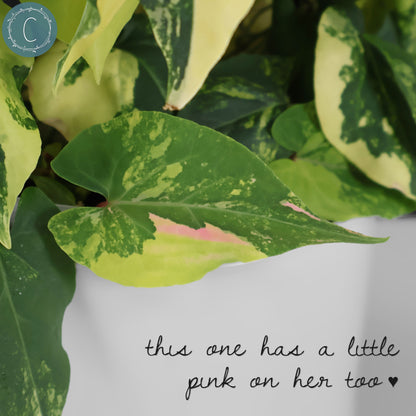 Fallopia Multiflora Aurea