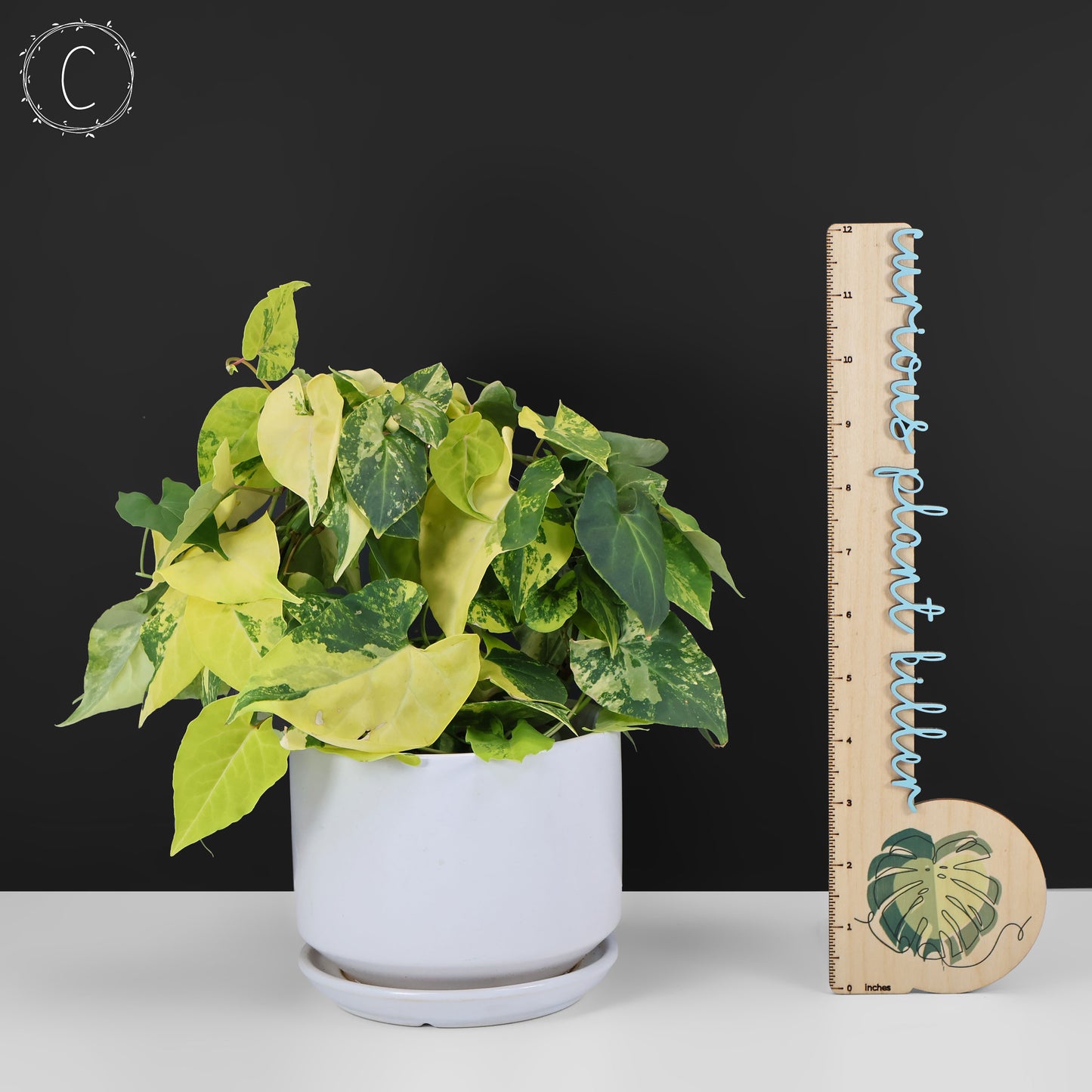 Fallopia Multiflora Aurea