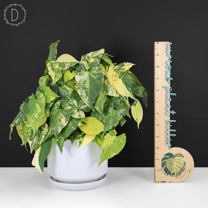 Fallopia Multiflora Aurea