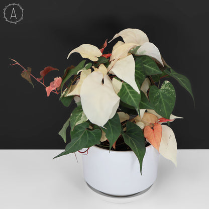 Fallopia Multiflora Abigarrada