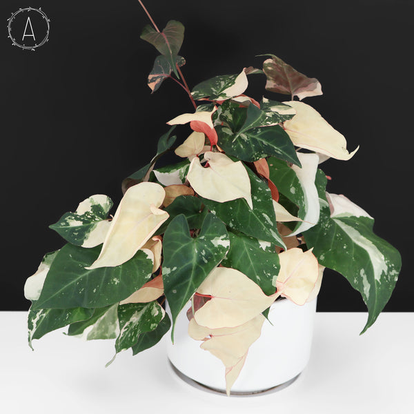 Fallopia Multiflora Variegated