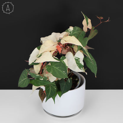 Fallopia Multiflora Abigarrada