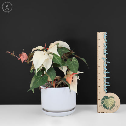 Fallopia Multiflora Abigarrada