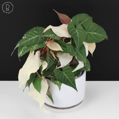 Fallopia Multiflora Abigarrada