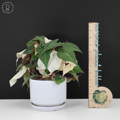 Fallopia Multiflora Abigarrada