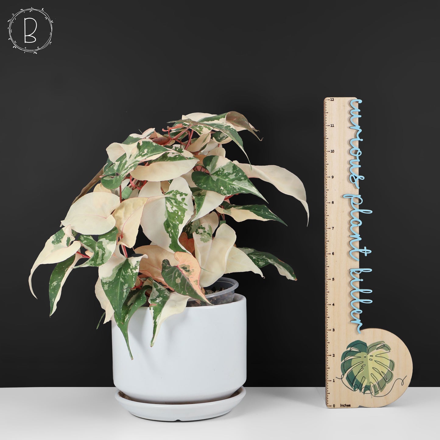 Fallopia Multiflora Variegated