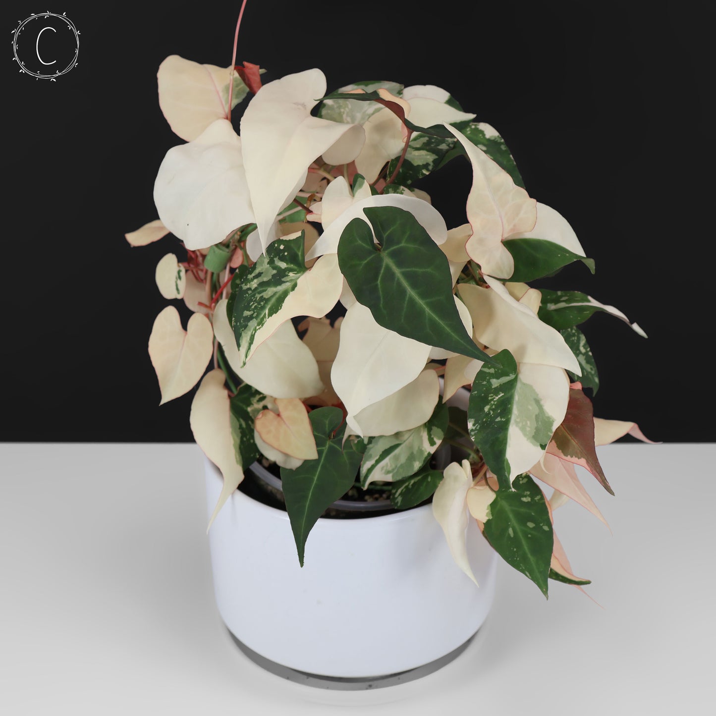 Fallopia Multiflora Abigarrada