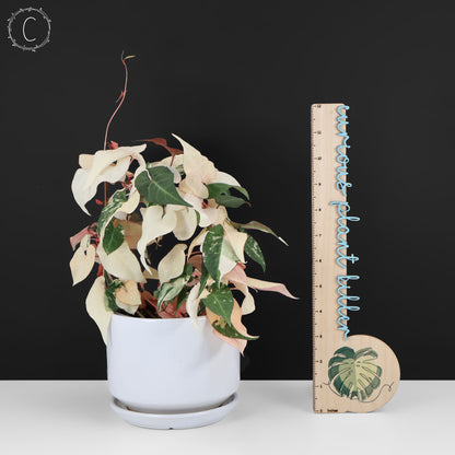 Fallopia Multiflora Abigarrada