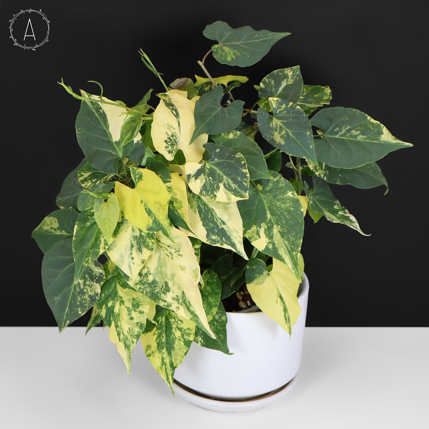 Fallopia Multiflora Aurea