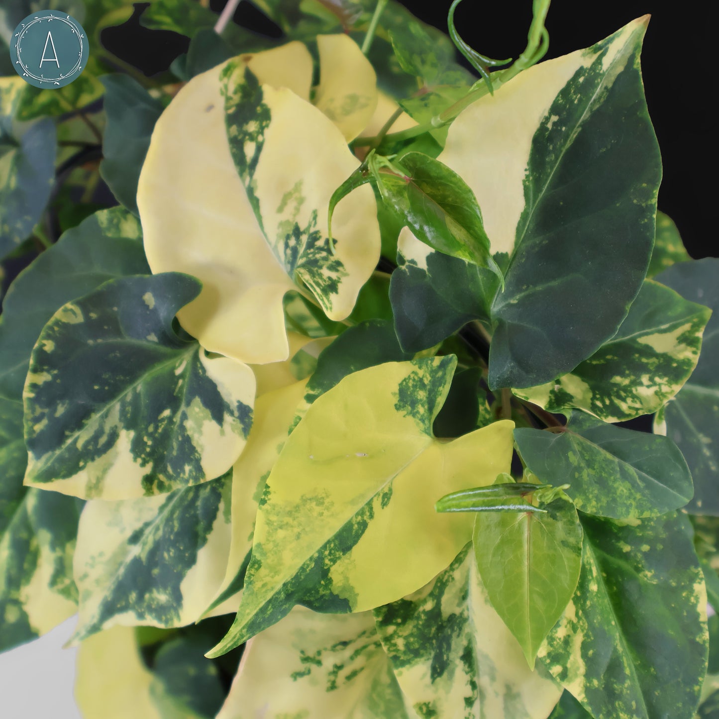 Fallopia Multiflora Aurea