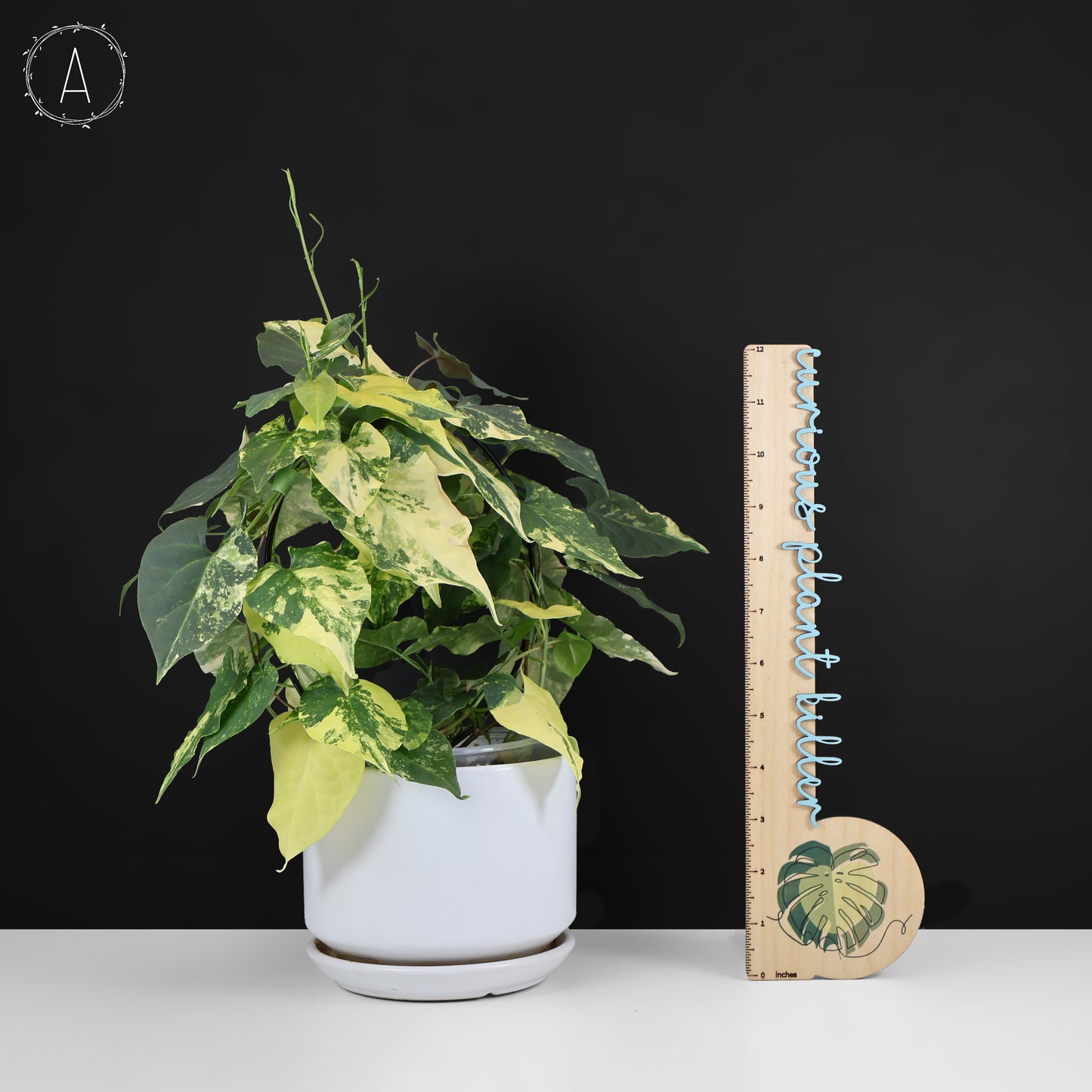 Fallopia Multiflora Aurea