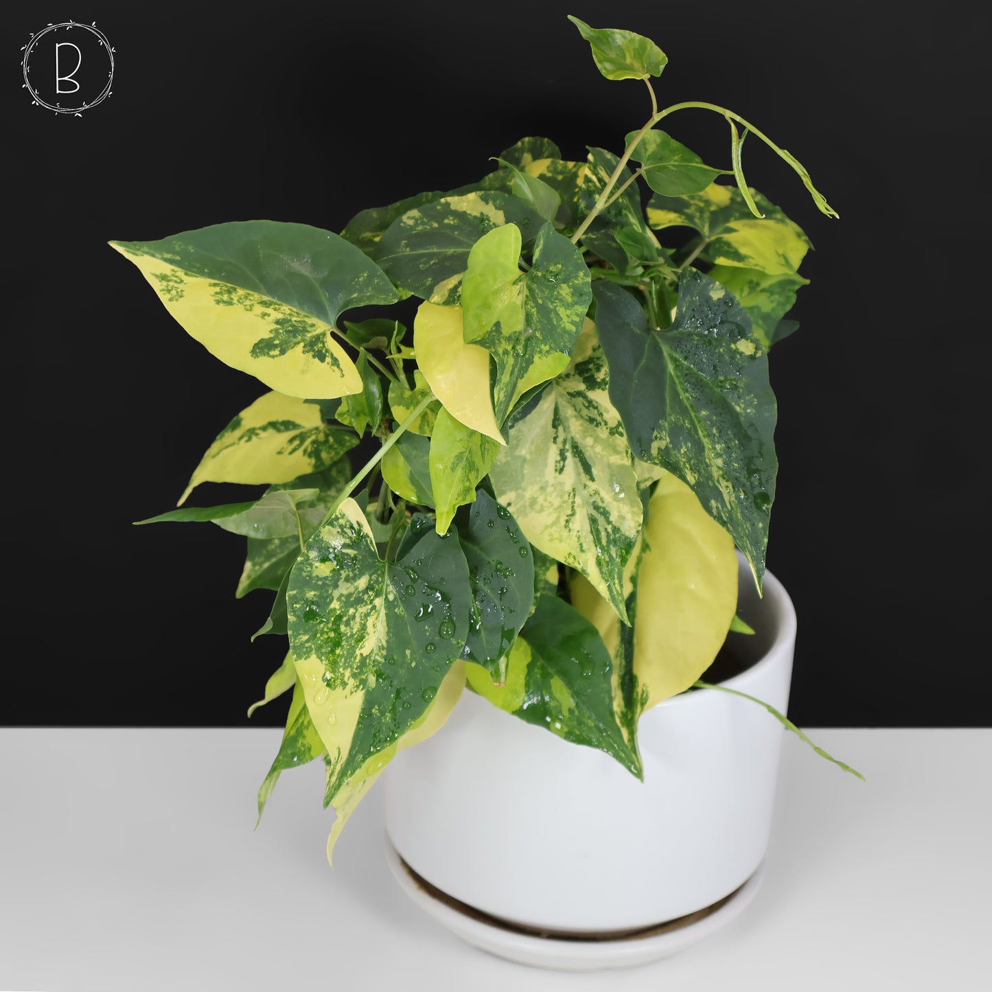 Fallopia Multiflora Aurea