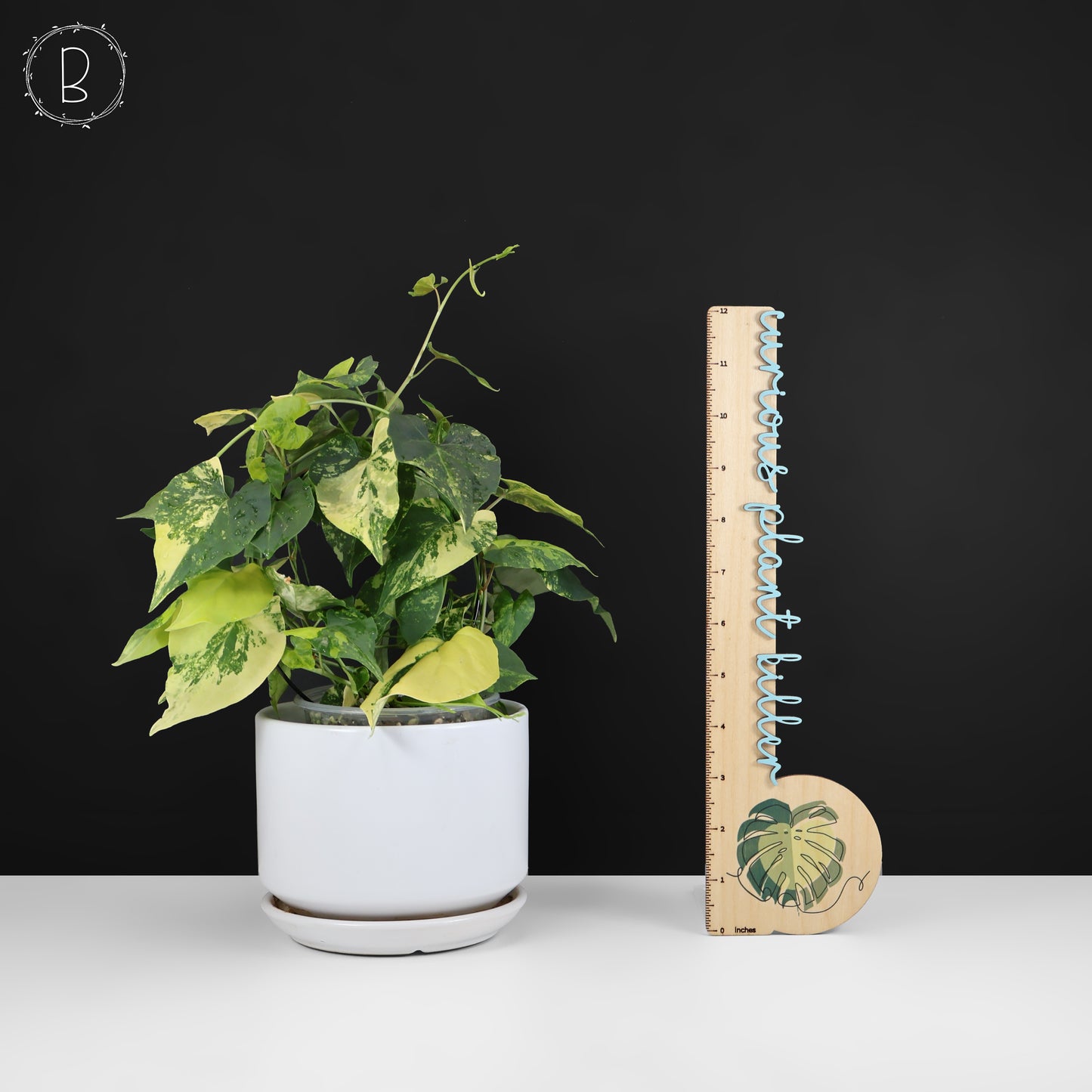 Fallopia Multiflora Aurea