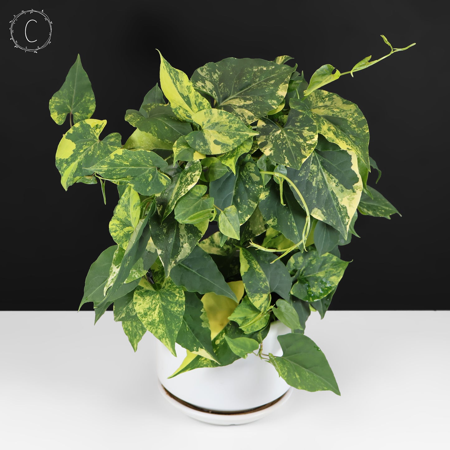 Fallopia Multiflora Aurea