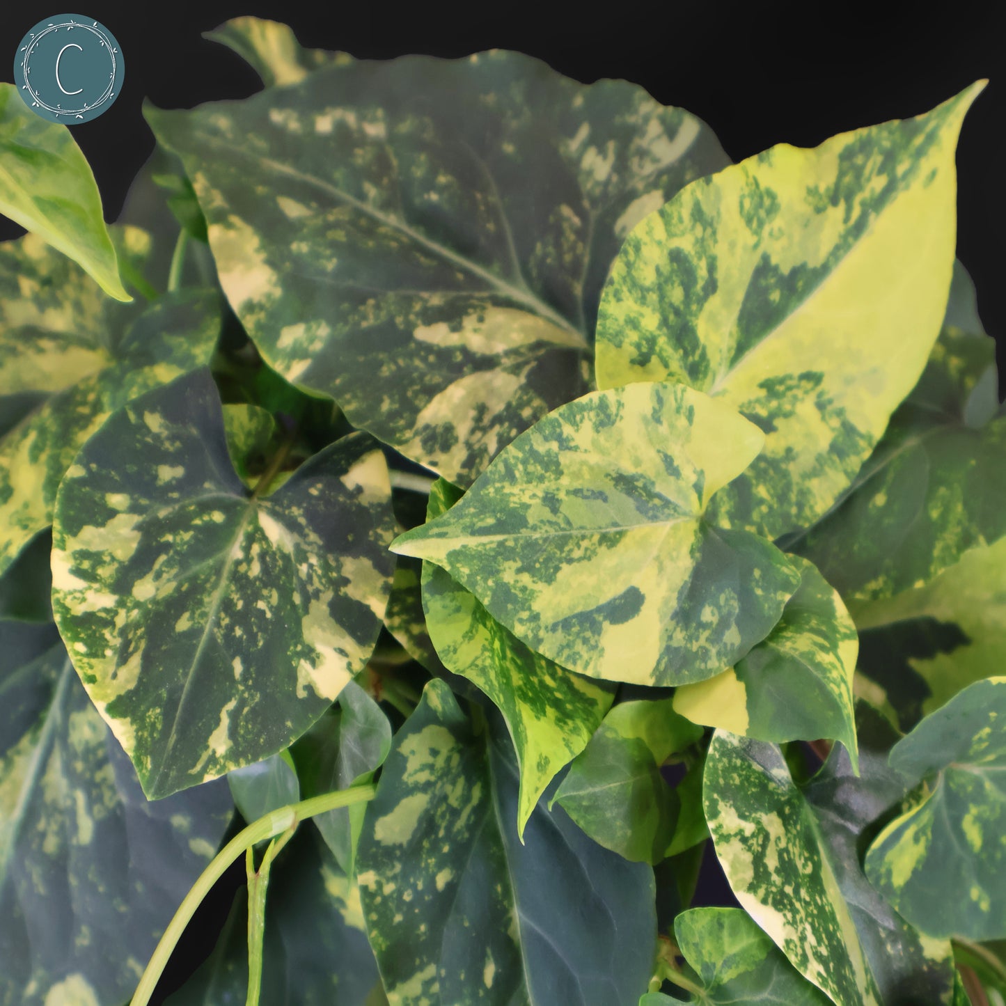 Fallopia Multiflora Aurea