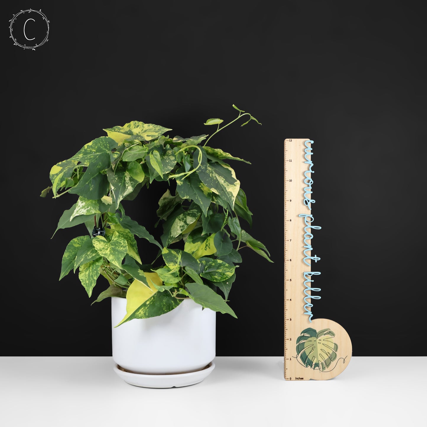 Fallopia Multiflora Aurea