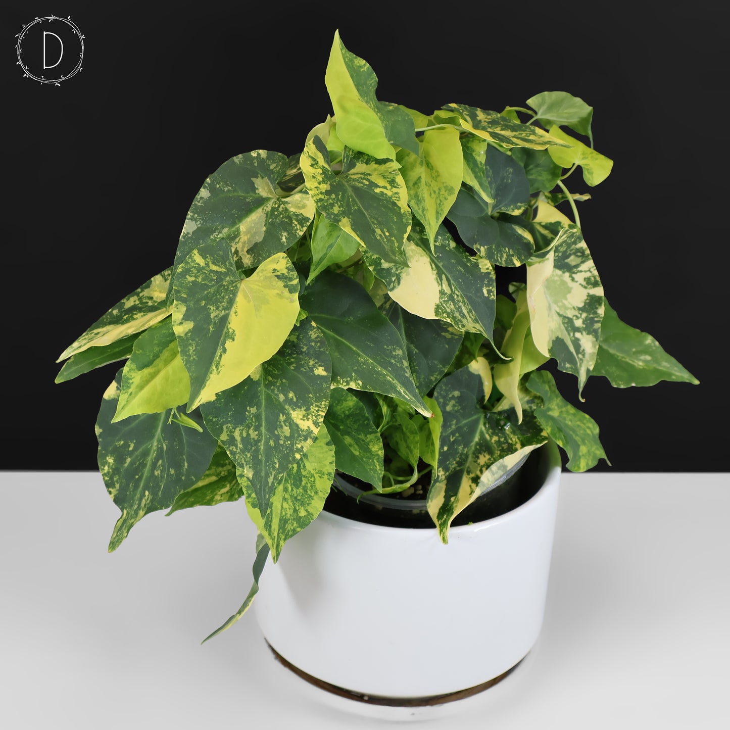 Fallopia Multiflora Aurea