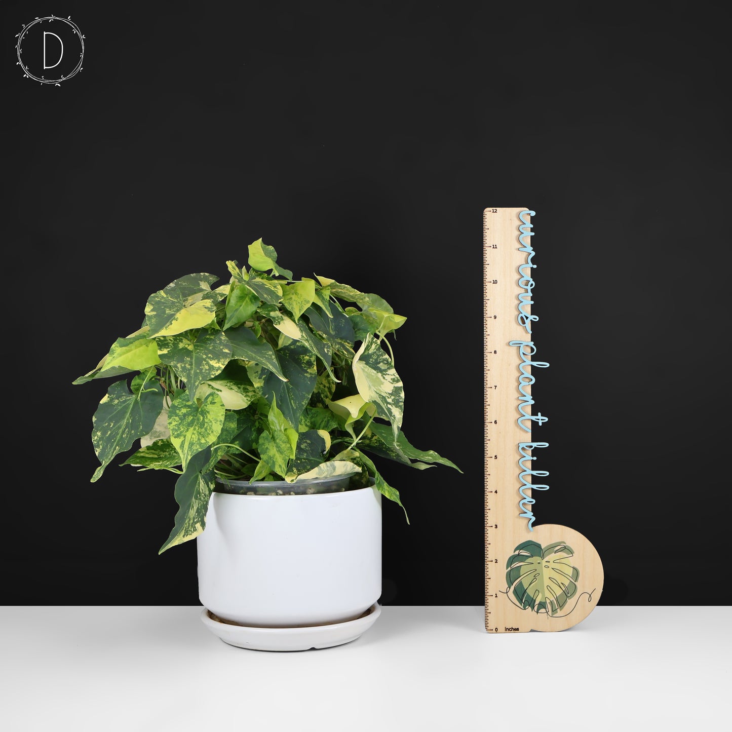 Fallopia Multiflora Aurea