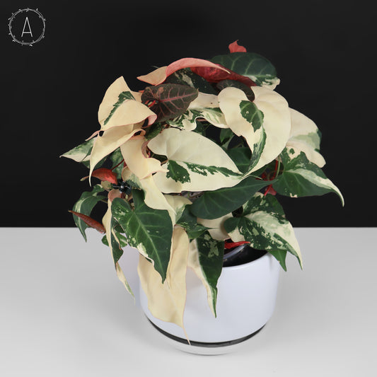 Fallopia Multiflora Variegated