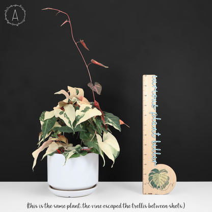 Fallopia Multiflora Variegated