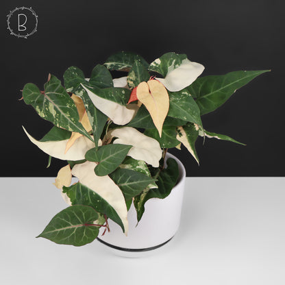 Fallopia Multiflora Variegated