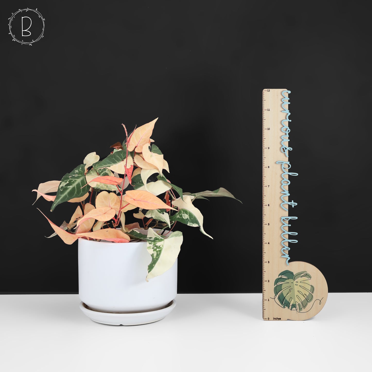 Fallopia Multiflora Variegated