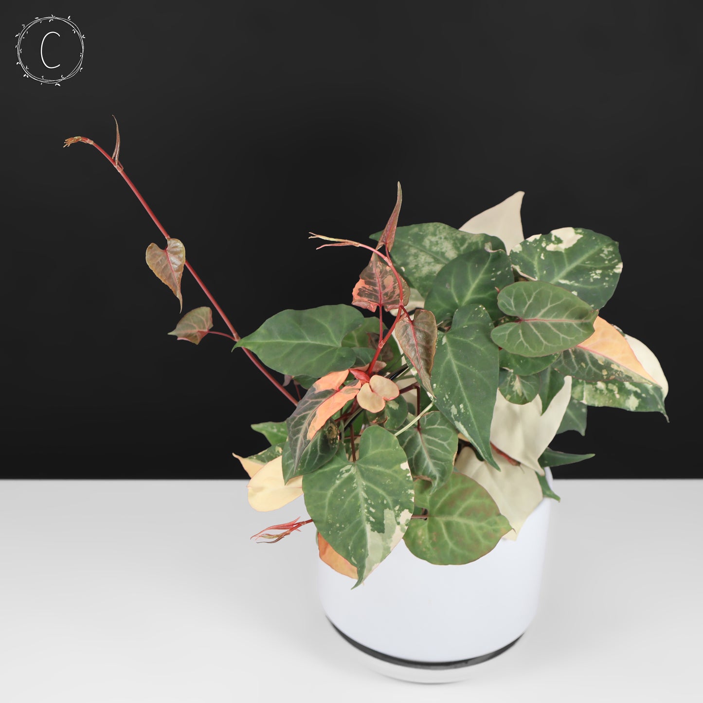 Fallopia Multiflora Variegated