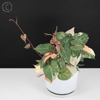 Fallopia Multiflora Variegated