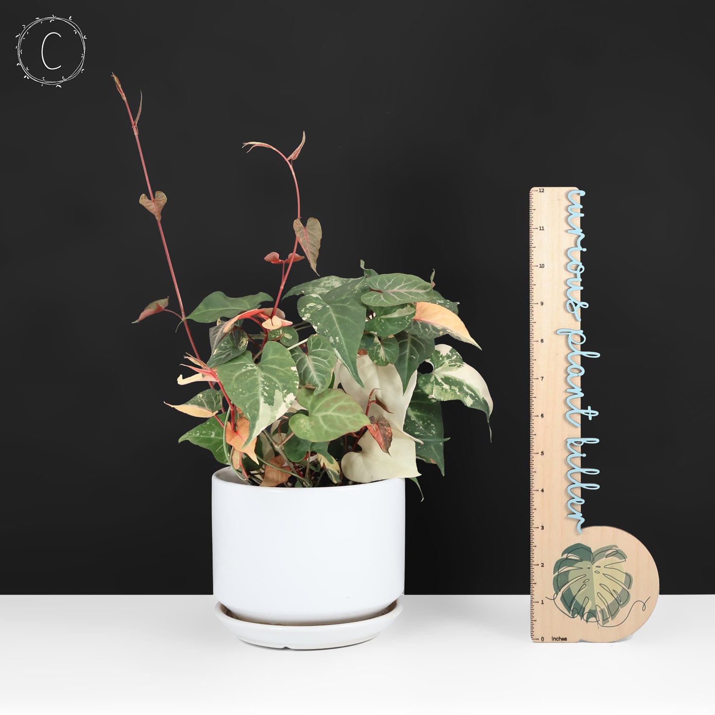 Fallopia Multiflora Variegated