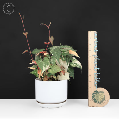 Fallopia Multiflora Variegated