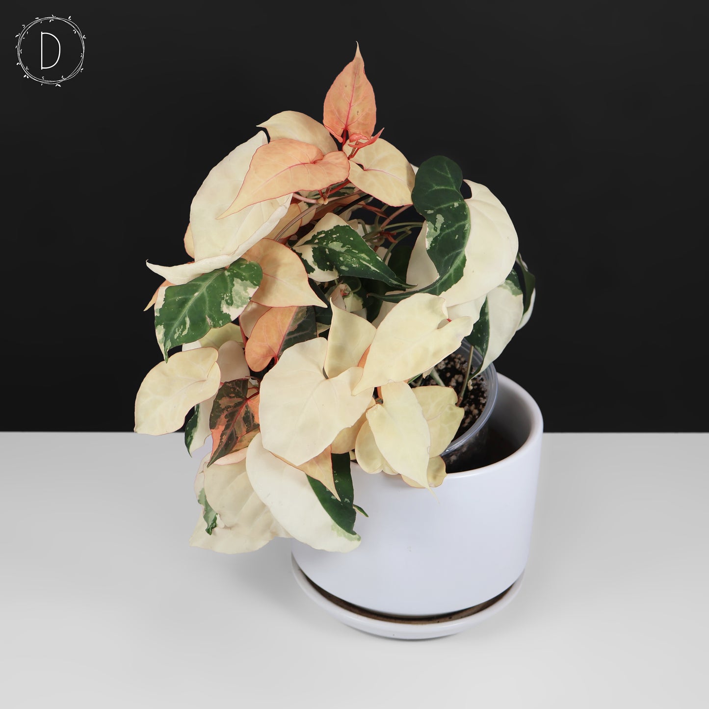 Fallopia Multiflora Variegated