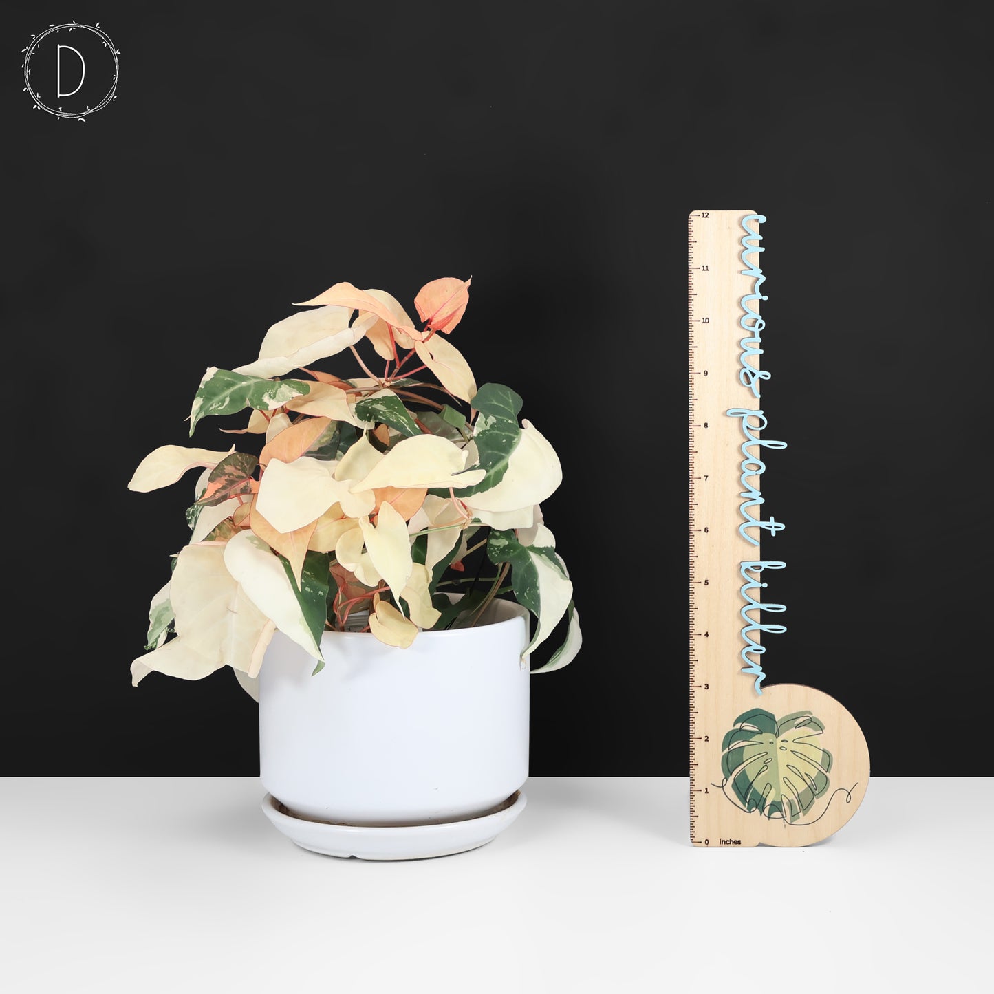 Fallopia Multiflora Variegated