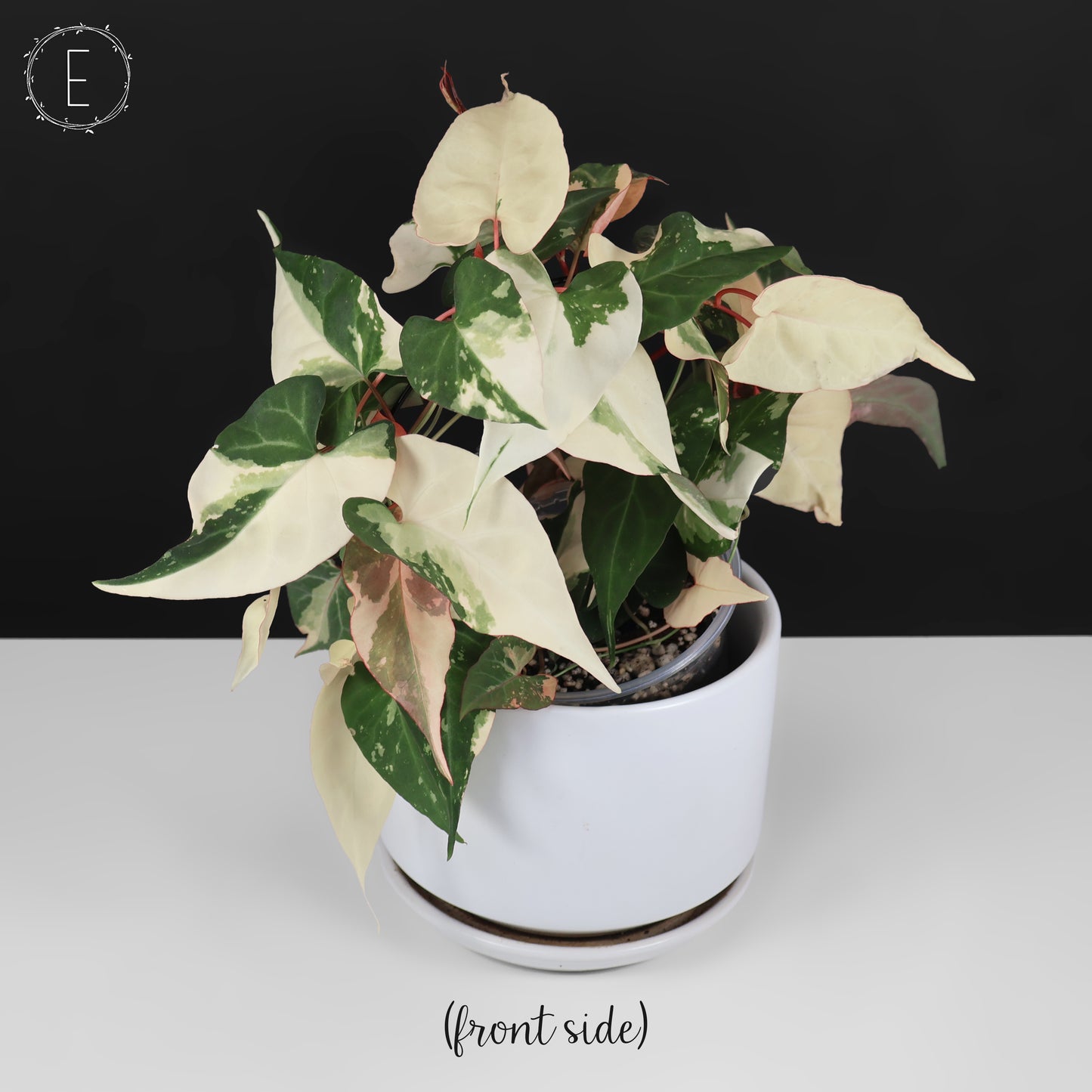 Fallopia Multiflora Variegated