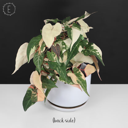 Fallopia Multiflora Variegated