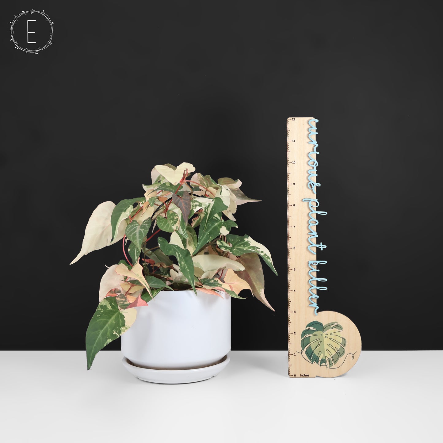 Fallopia Multiflora Variegated