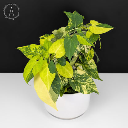 Fallopia Multiflora Aurea