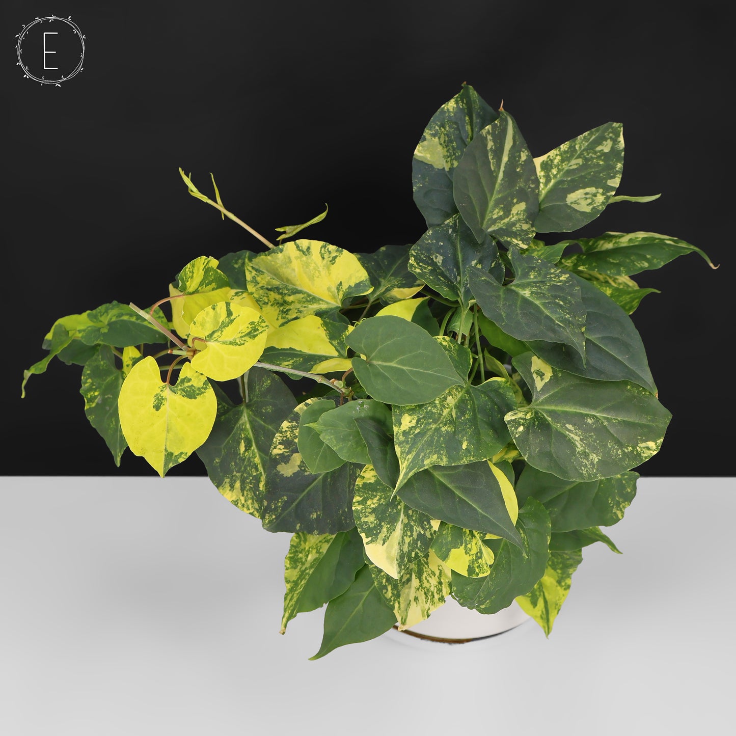 Fallopia Multiflora Aurea