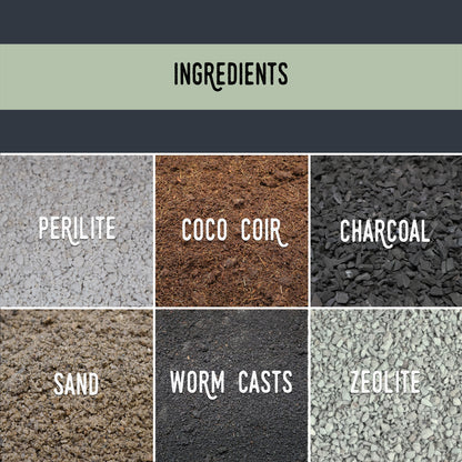 Mélange de fougères