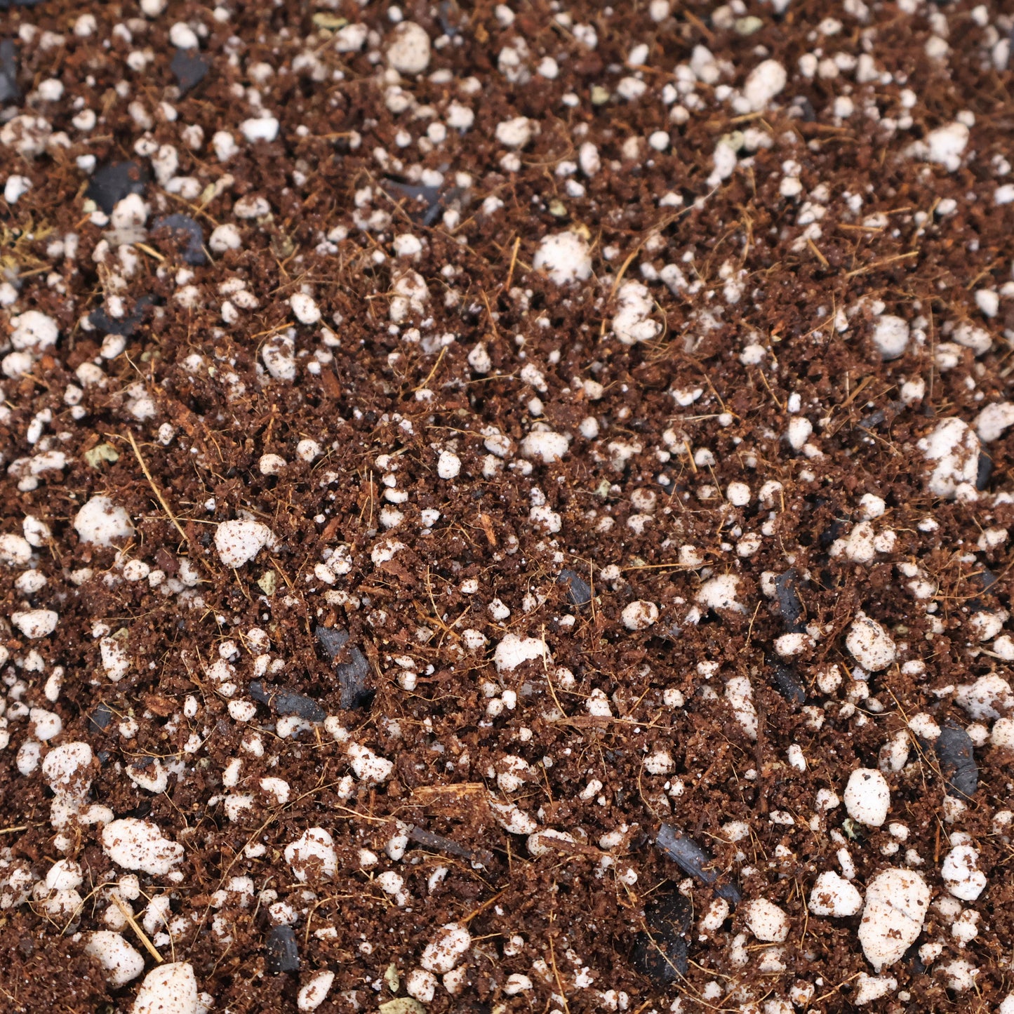 Mélange de fougères