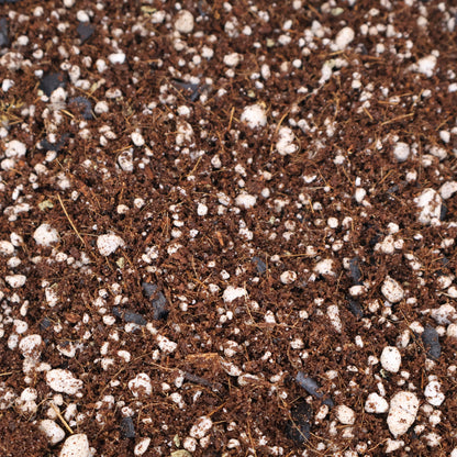 Mélange de fougères